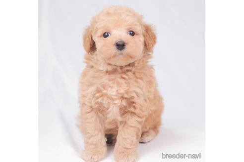 成約済の東京都のトイプードル-206181